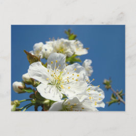 Evento de promoção do serviço de cartões postais C