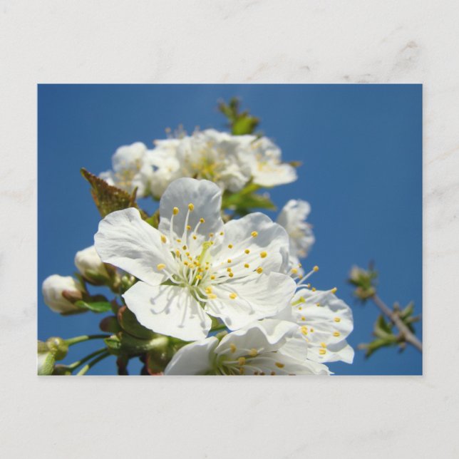 Evento de promoção do serviço de cartões postais C (Frente)