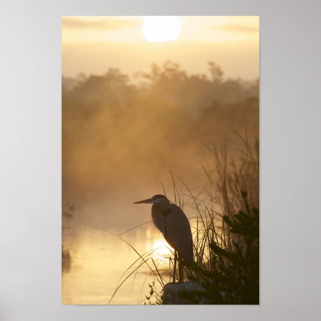 Everglades Excelente Blue Heron Poster (Frente)