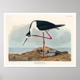 Evoque de pernas longas por Poster de Audubon