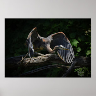 Excelente Azul Heron no Poster de Voo