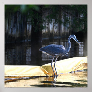 Excelente Azul Heron Poster