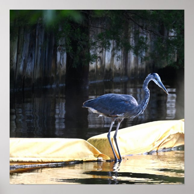 Excelente Azul Heron Poster (Frente)