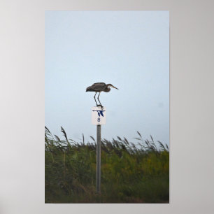 Excelente Azul Heron Sinal Poster