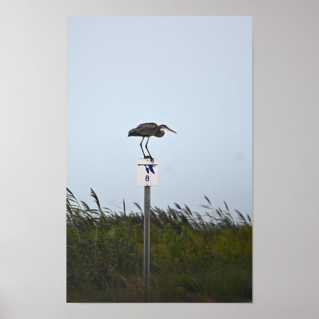 Excelente Azul Heron Sinal Poster (Frente)