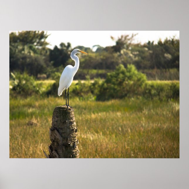 Excelente Egret Bird em Viera Wetlands Poster (Frente)
