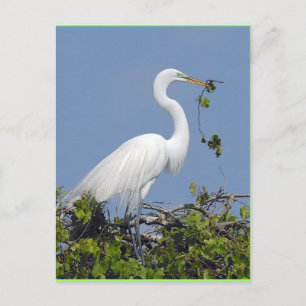 Excelente Egret, cartão postal da Florida