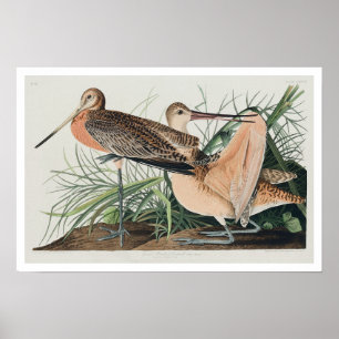 Excelente Marbled Godwit por Audubon Poster