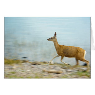 Executando o Cartão Doe