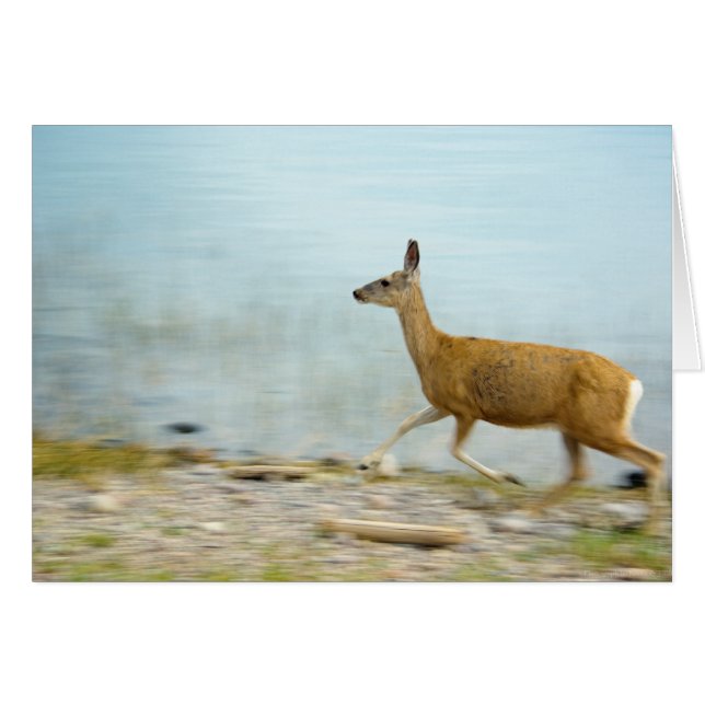 Executando o Cartão Doe (Frente Horizontal)