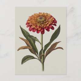 Exemplo de cartão postal de um Zinnia