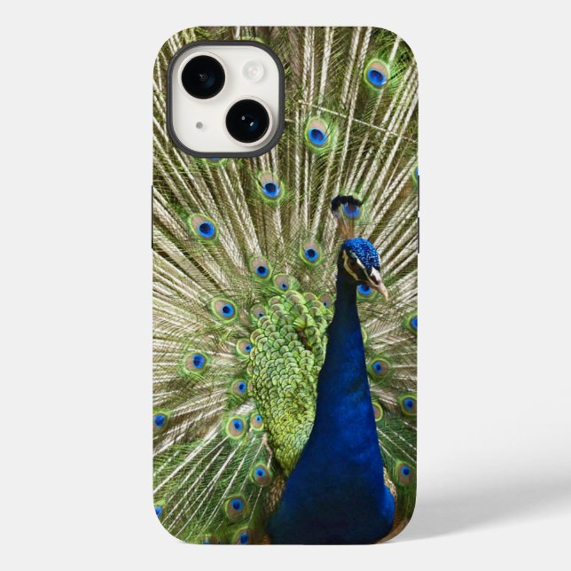 Exibição de Peacock (Verso)