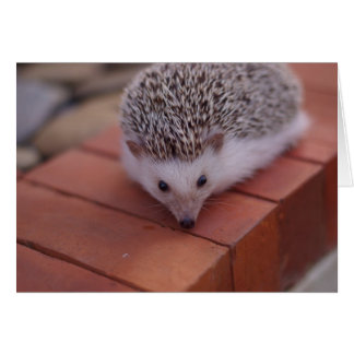 Explorar cartão de ouriço