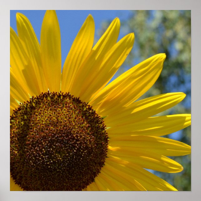 Express Love Sunflower Poster (Frente)