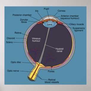Eye Anatomy Poster