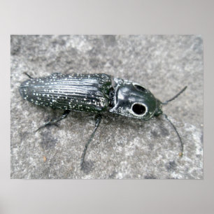 Eyed Elder Click Beetle Poster