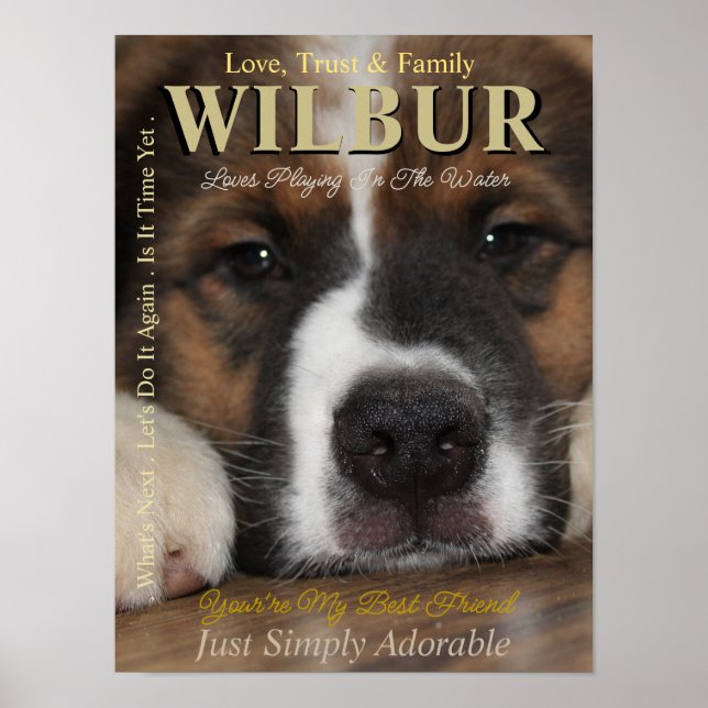 Faça Com Que Seu Pet Estrele Que Ele Seja Poster D (Frente)