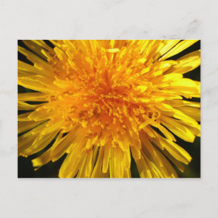 Face de dandelion - Cartão postal para o MS JOH 20