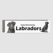 Facilmente Distraído por Labradores Retrievers