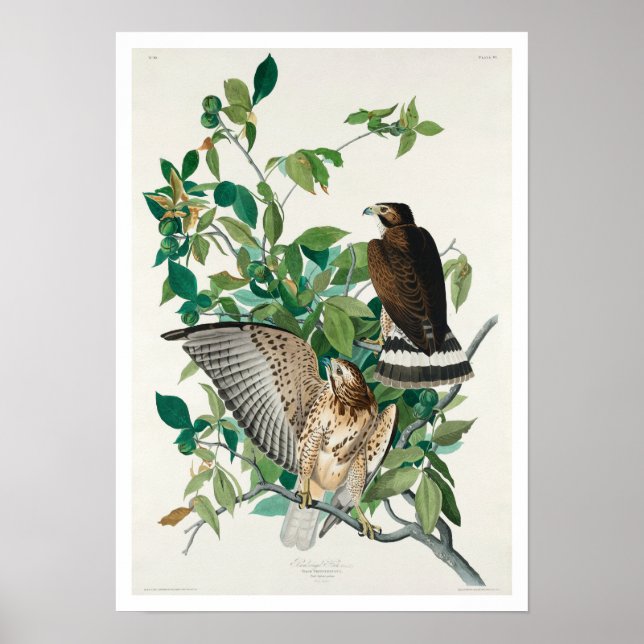 Falcão de asa larga por Poster de Audubon (Frente)