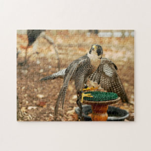 falcão de peregrino, pássaro do quebra-cabeça d