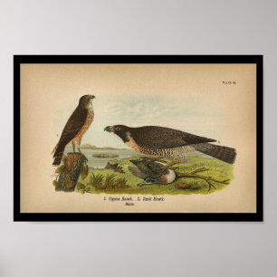 Falcão Peregrino de Impressão de aves 1890