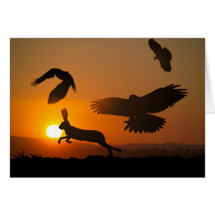 Falcões de Harris que caçam o cartão