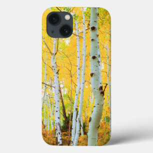 Fall colors of Aspen trees 1