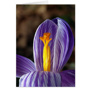 Fall Crocus - Cartão