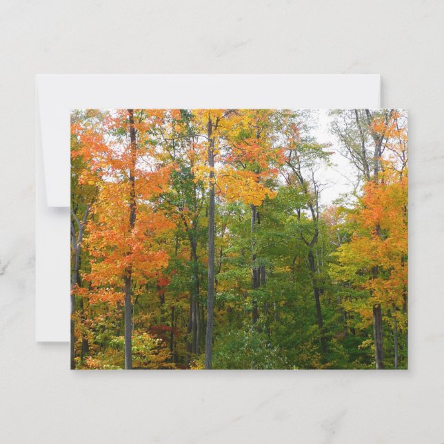 Fall Maple Trees Autumn Nature Fotografia (Frente)