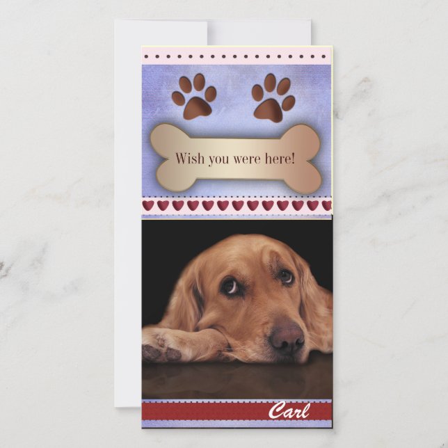 Falta o modelo de foto de cão (Frente)