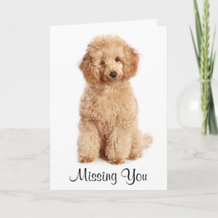 Falta-Te O Cartão De Cachorro Apricot Poodle Puppy