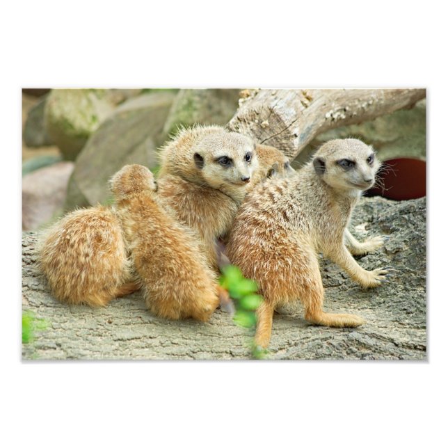 Família de Meerkats - Foto (Frente)