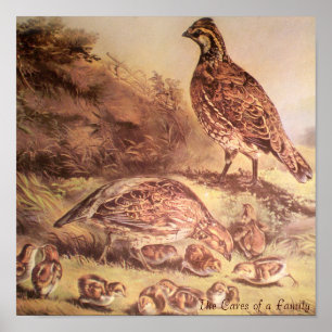 Família de Poster de Quail