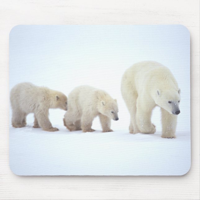 Família Mousepad do urso polar (Frente)