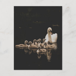 Família Swan, cartão postal