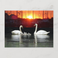 Família Swan em Harbor Cust. Cartão postal BG DIY