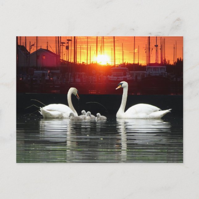 Família Swan em Harbor Cust. Cartão postal BG DIY (Frente)