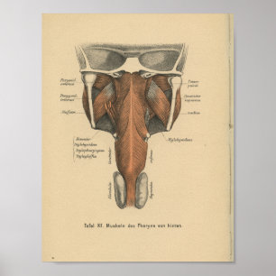 Faringe do impressão da anatomia do alemão do