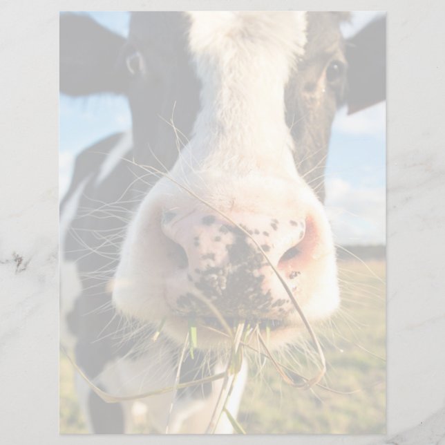 Farms | Holstein Cow Chewing (Frente)
