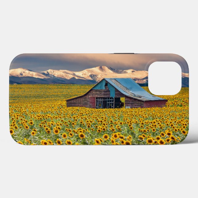 Farms | Sunflower Field (Verso (horizontal))