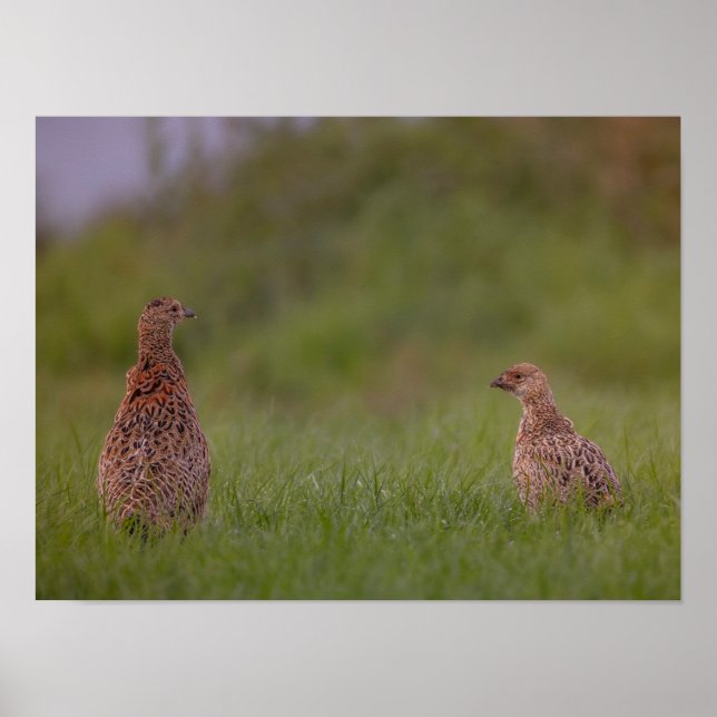 Fasanenmutter mit Kind morgens Poster (Frente)