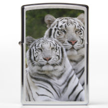 Fase branca, Tigre-de-bengala, Tigris