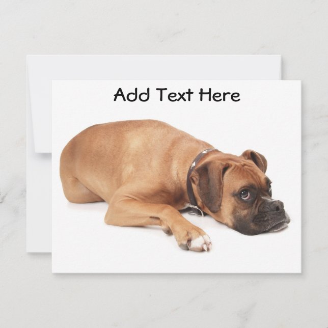 Fawn Boxer Resting (Frente)