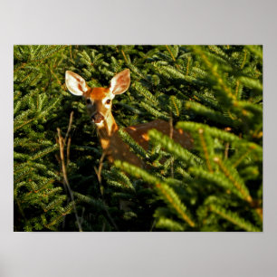 Fawn no poster dos pinheiros