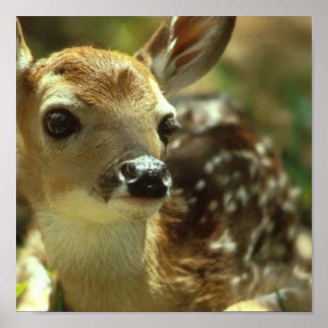 Fawn Poster (Frente)