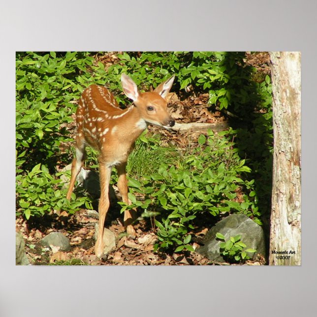 Fawn Poster (Frente)