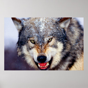 Fearsome Wolf Poster