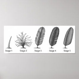 Feather Evolution Impressão