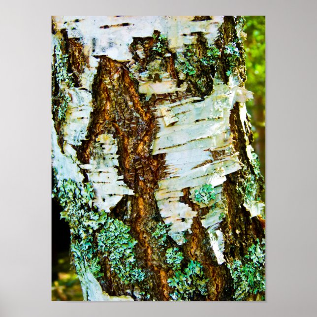 Fechar um Poster de árvore (Frente)